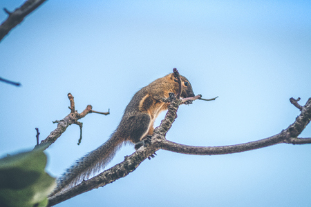 Tropical squirrel. Bali island.の写真素材