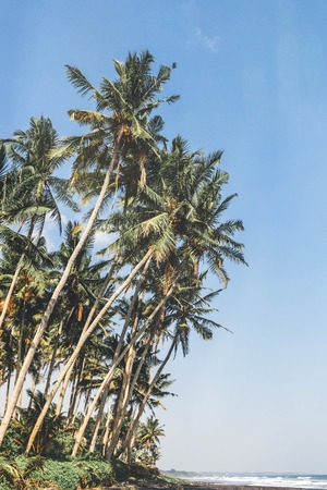 Landscape of black sand beach with beautiful palms. Bali island.の写真素材