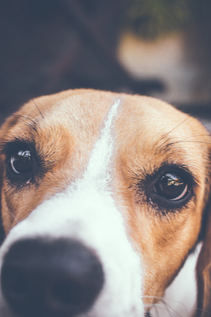 Portrait of cute female beagle dog. Bali island.の写真素材