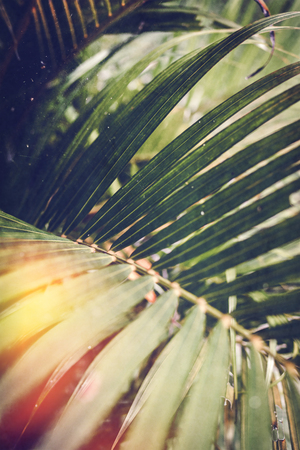 Creative tropical green leaves layout. Tropical palm background.の写真素材