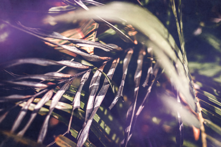 Creative tropical green leaves layout. Tropical palm background.の写真素材