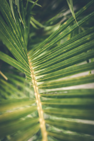 Creative tropical green leaves layout. Tropical palm background. Exotic.
