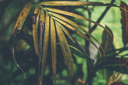 Tropical palm leaf texture, nature dark green background.の写真素材