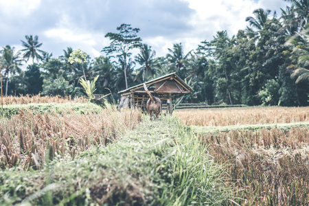 Beagle dog in nature among rice fields, Bali island. Indonesia.の写真素材