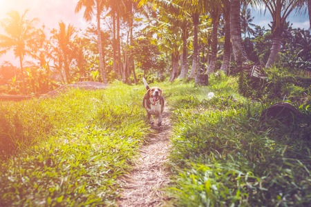 Beagle dog in nature among rice fields, Bali island. Indonesia.の写真素材