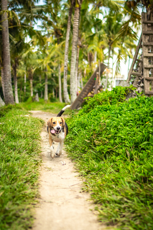Portrait of happy cute beagle dog in tropical nature. Bali island.の写真素材
