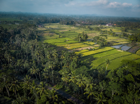 Top view aerial photo from flying drone over rice field in Ubud, Bali island. Indonesia.の写真素材