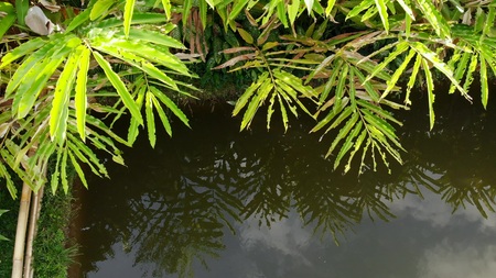 4K aerial drone footage of tropical pond in the balinese garden. Bali island. Indonesia.の写真素材