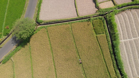 4K aerial drone video of young couple on the rice field. Countryside of Bali island. Indonesia.の写真素材
