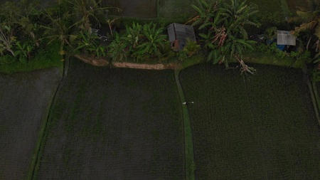 4K aerial flying video of rainforest jungle landscape at sunset time. 4K drone footage with no editing. Bali island. Indonesia.の写真素材