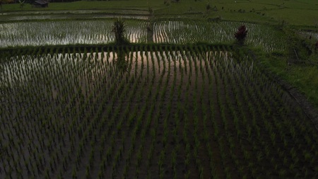 4K aerial flying video of rainforest jungle landscape at sunset time. 4K drone footage with no editing. Bali island. Indonesia.の写真素材