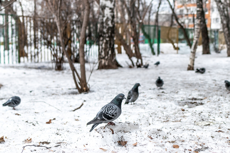 Russian dove at winter time outside. Moscow city.の写真素材