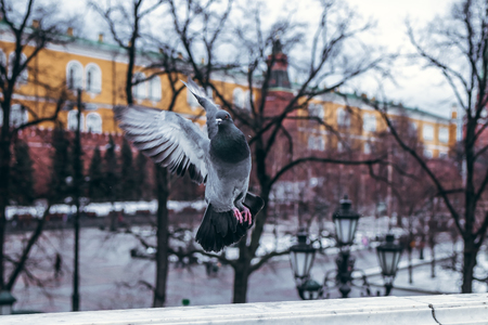 Russian dove at winter time outside. Moscow city.の写真素材