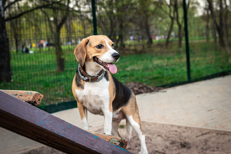 Cute female beagle dog on a training ground at spring time.の写真素材