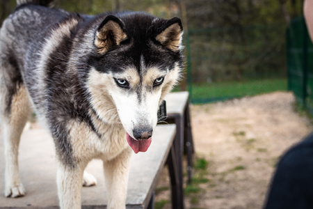 A husky dog on a training ground. Russia, Moscow.の写真素材