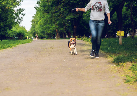 Girl running with her cute female beagle dog in the park at summer time. Healthy dog, healthy girl.の写真素材