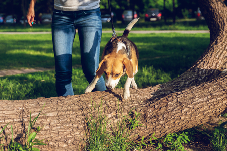 Portrait of cute beagle dog in the park at summer time. Funny pet portrait. Nature.の写真素材