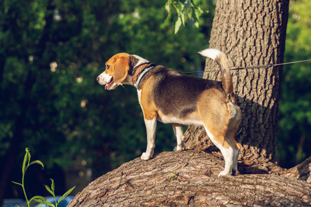 Portrait of cute beagle dog in the park at summer time. Funny pet portrait. Nature.の写真素材