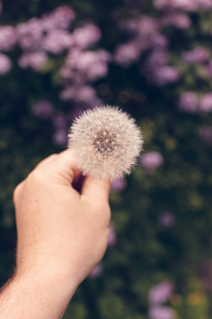 One dandelion on a nature background and spring time.の写真素材