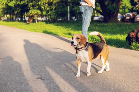 Portrait of cute beagle dog in the park at summer time. Funny pet portrait.の写真素材