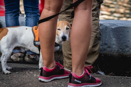 MOSCOW, RUSSIA - AUGUST 25, 2019: Cute young woman with Jack Russell Terrier dog. Sexy lady with her dog.のeditorial素材
