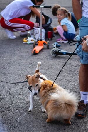 MOSCOW, RUSSIA - AUGUST 25, 2019: Dog Jack Russell Terrier playing with other dog.のeditorial素材