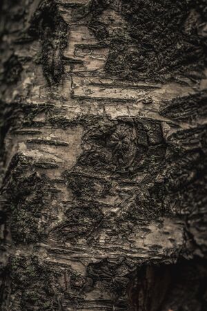 Close up nature view of bark tree on blurred texture in forest, wallpaper concept. Tree.の写真素材