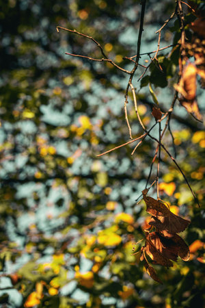 Colorful and wet fallen leaves in autumn season. Autumn background. Yellow fall.