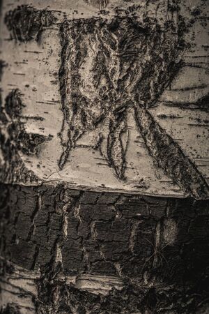 Close up nature view of bark tree on blurred texture in forest, wallpaper concept. Tree.の写真素材