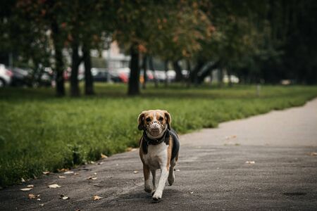 Cute beagle don in the autumn park. Funny dog.の写真素材