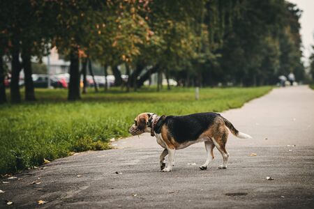 Cute beagle don in the autumn park. Funny dog.の写真素材