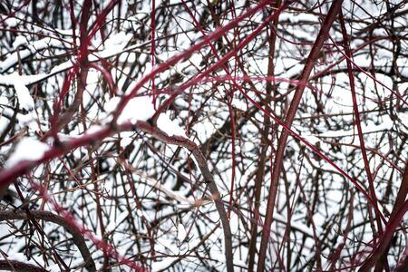 Strange branches covered with snow. Winter background. Park.の写真素材
