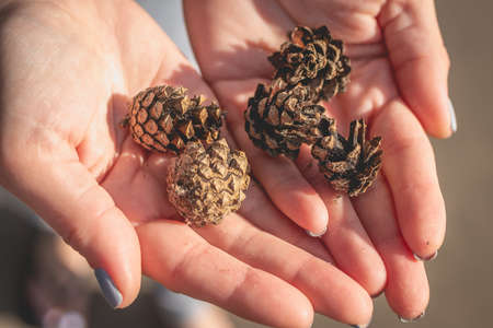 Girl holds fir cones in her hands.の写真素材