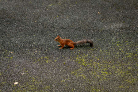 Squirrel on a sports ground.の写真素材