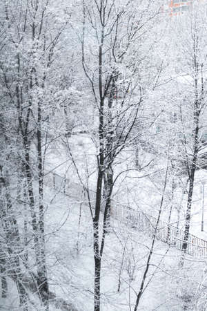 Snowy trees, christmas background, winter.の写真素材