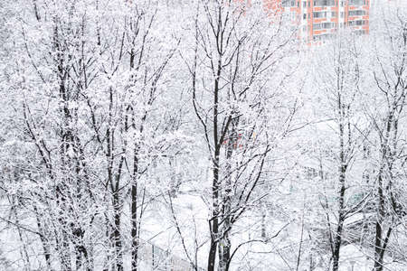 Snowy trees, christmas background, winter.の写真素材