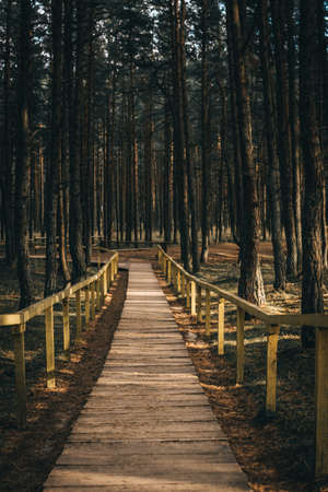 A wooden path in the deep forest with pine trees.の写真素材