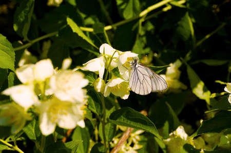 Macro white butterfly on a white flower budの写真素材