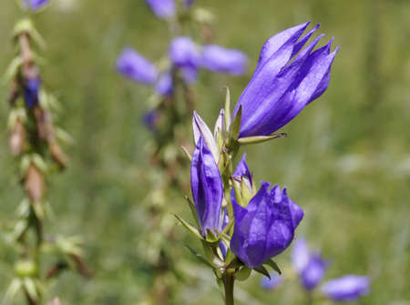 Bud blooming blue flowers campanulaの写真素材