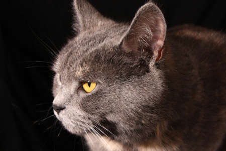 Cat portrait isolated on black backgroundの写真素材