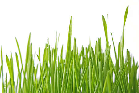 green grass isolated on whiteの写真素材