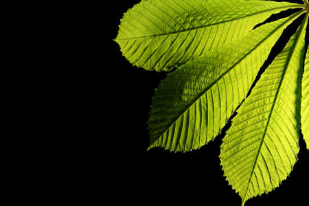 green leaf on black backgroundの写真素材