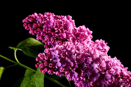 Lilac on black backgroundの写真素材