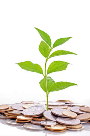Coins and plant, isolated on white backgroundの写真素材