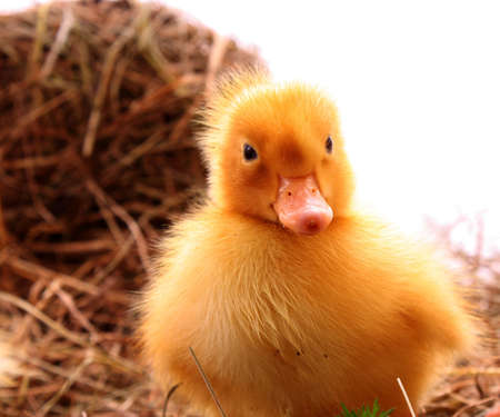 yellow fluffy ducklings on the hayの写真素材