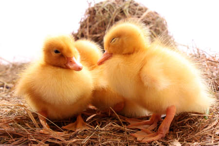 three yellow fluffy ducklings sleepの写真素材