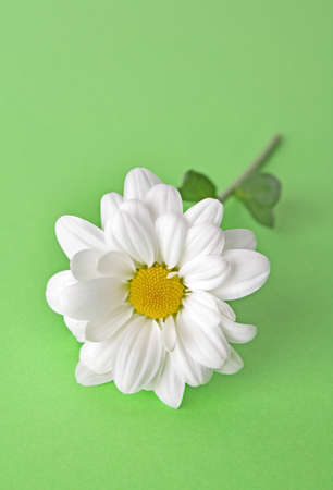 White camomile on green backgroundの写真素材