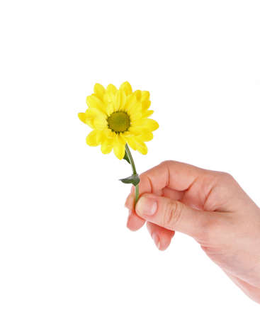 Yellow daisy flower in the hand isolated on whiteの写真素材