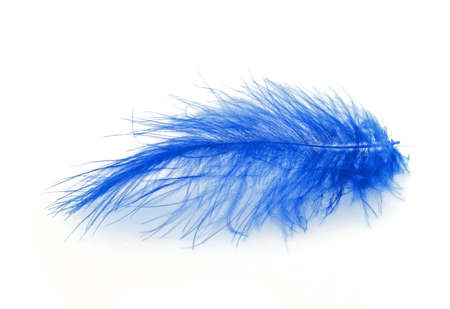 Blue feather over white backgroundの写真素材