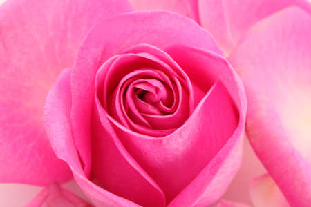 rose closeupの写真素材